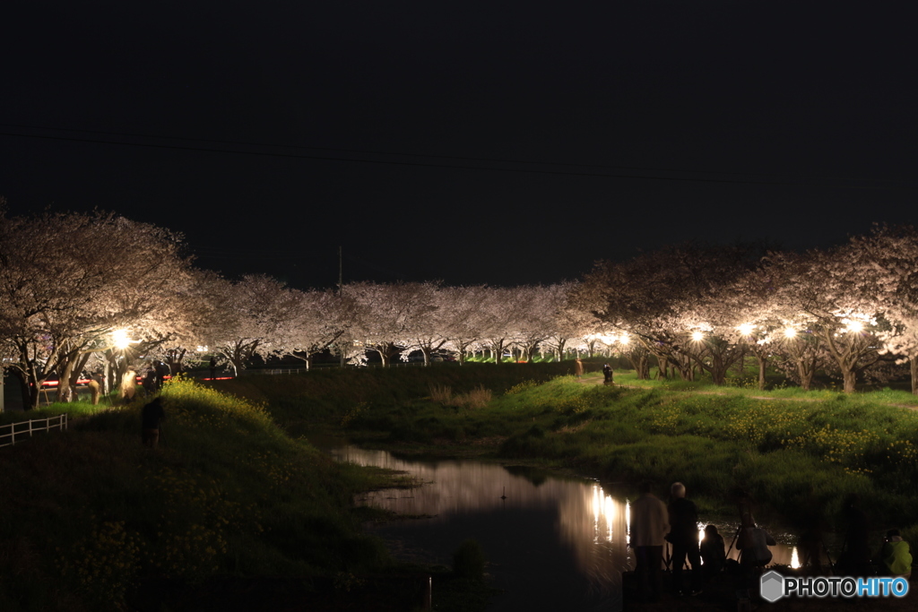 夜桜撮影会