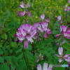 蓮華の中で