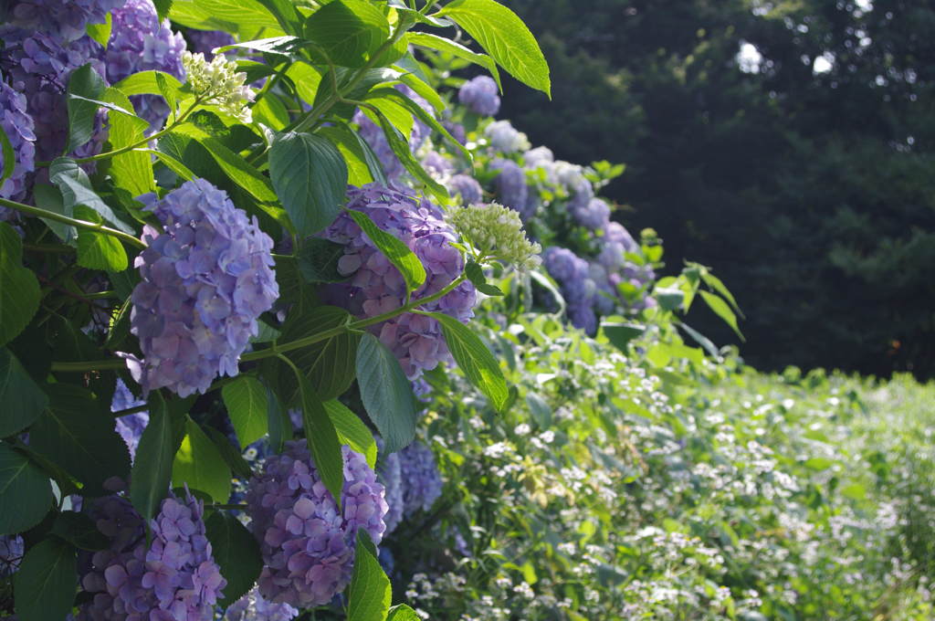 草原の紫陽花