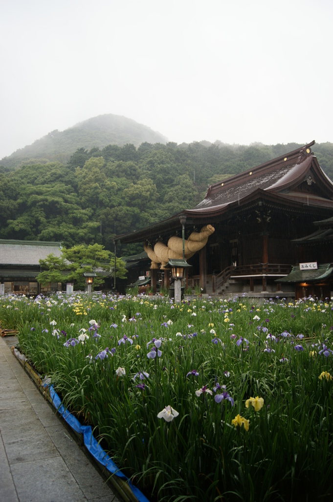 宮地嶽神社菖蒲祭り