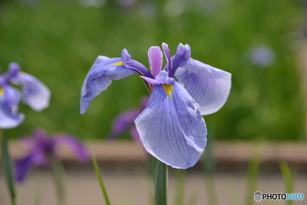 菖蒲