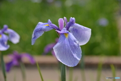 菖蒲