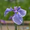 菖蒲