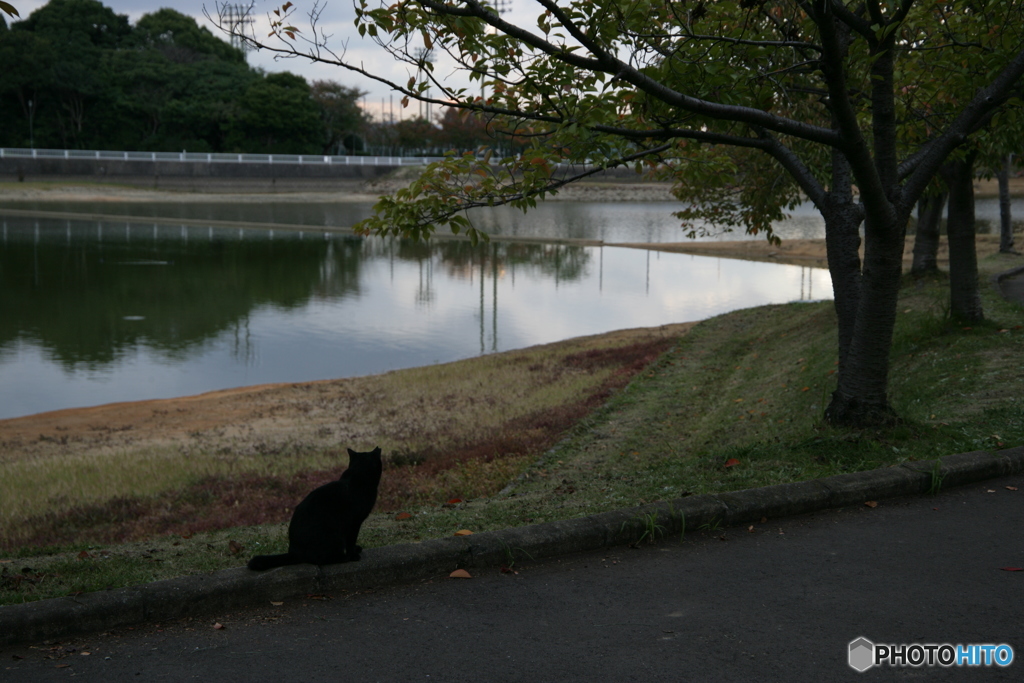 黒猫