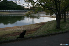 黒猫