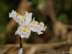 シャガの花