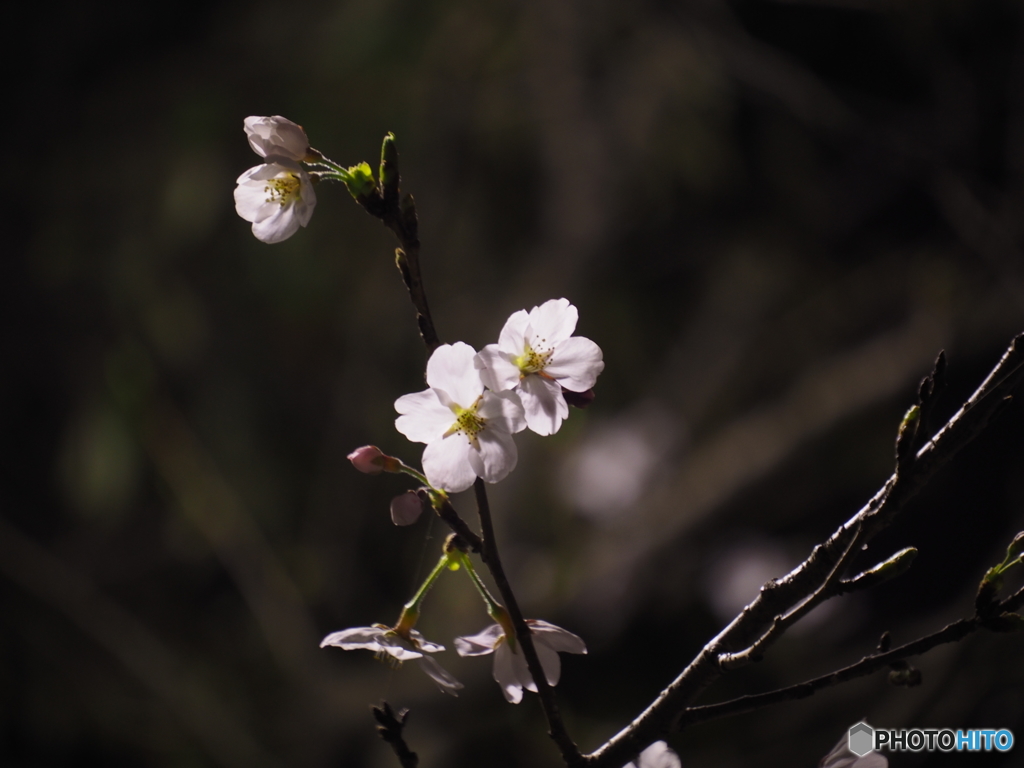 NightcherryBlossom