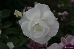 Rose’ｓ