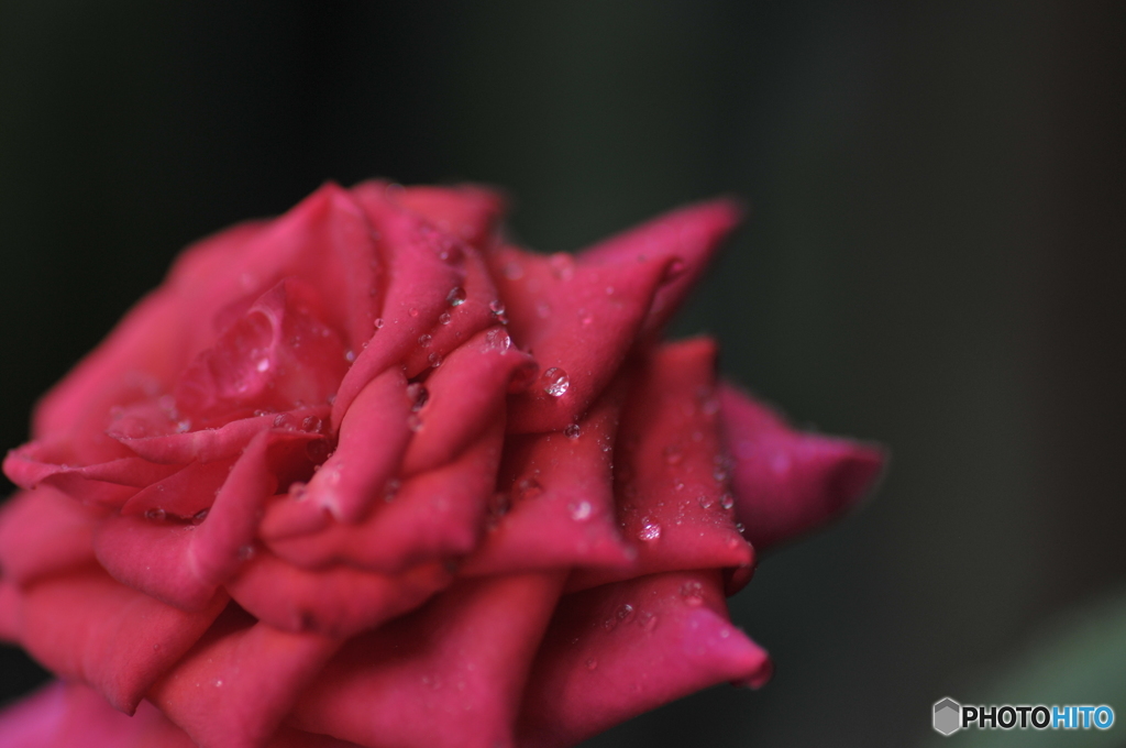Rain of rose