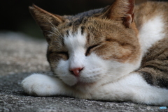 ぐうかわ＾＾
