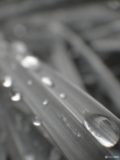 Raindrop