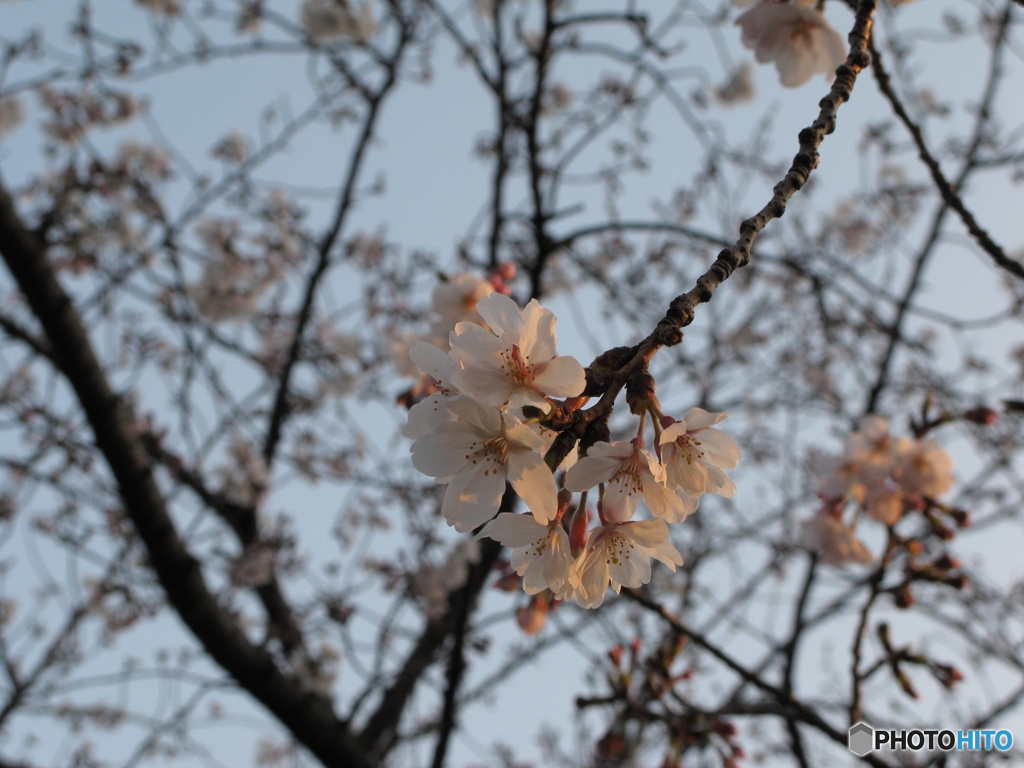 夕桜