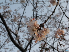 夕桜