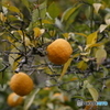橙