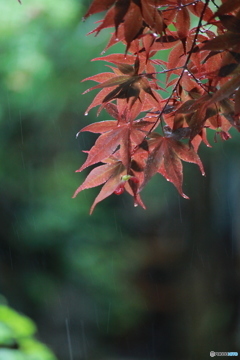 雨紅葉