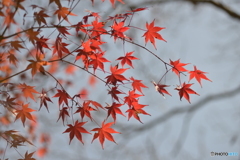 朱く染まって