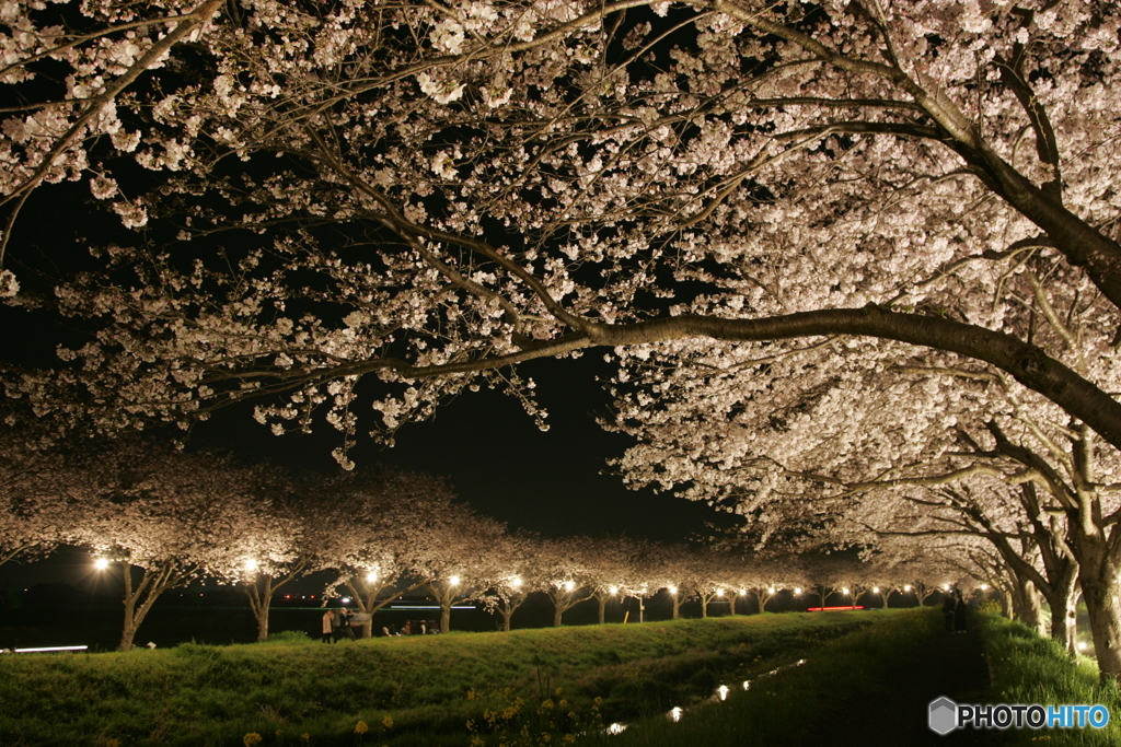 秋月河川敷夜桜景