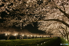 秋月河川敷夜桜景