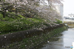 桜が吹雪く