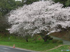 桜とカラーコーン