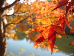 Autumnday's