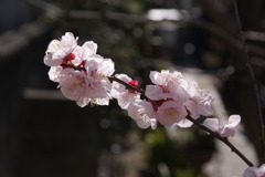 杏子の花