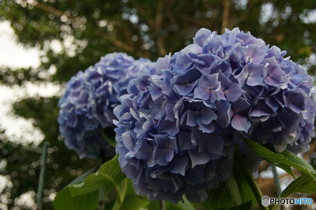 御家紫陽花