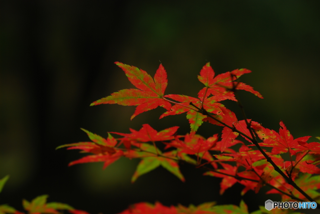 初夏紅葉