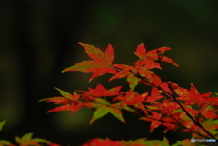 初夏紅葉