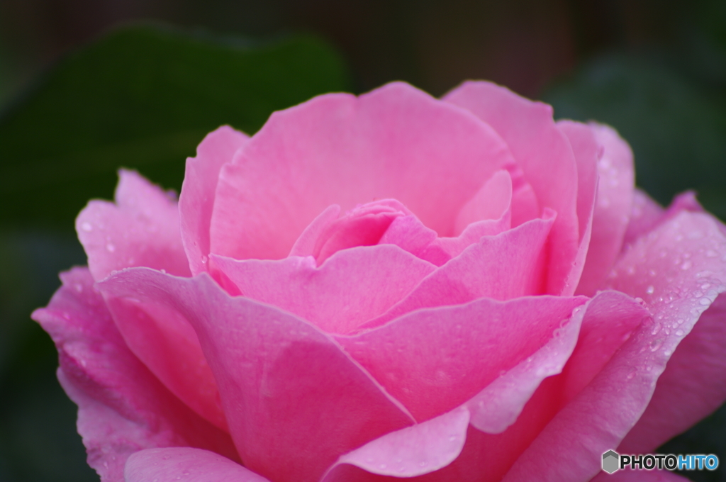 雨上がりの薔薇達
