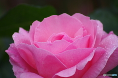 雨上がりの薔薇達