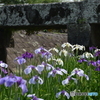 菖蒲並べ