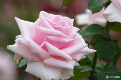 雨上がりの薔薇達