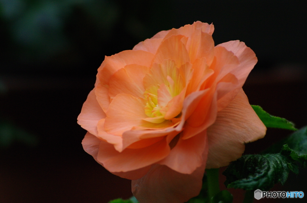 華