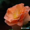 華