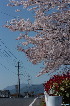 春の道