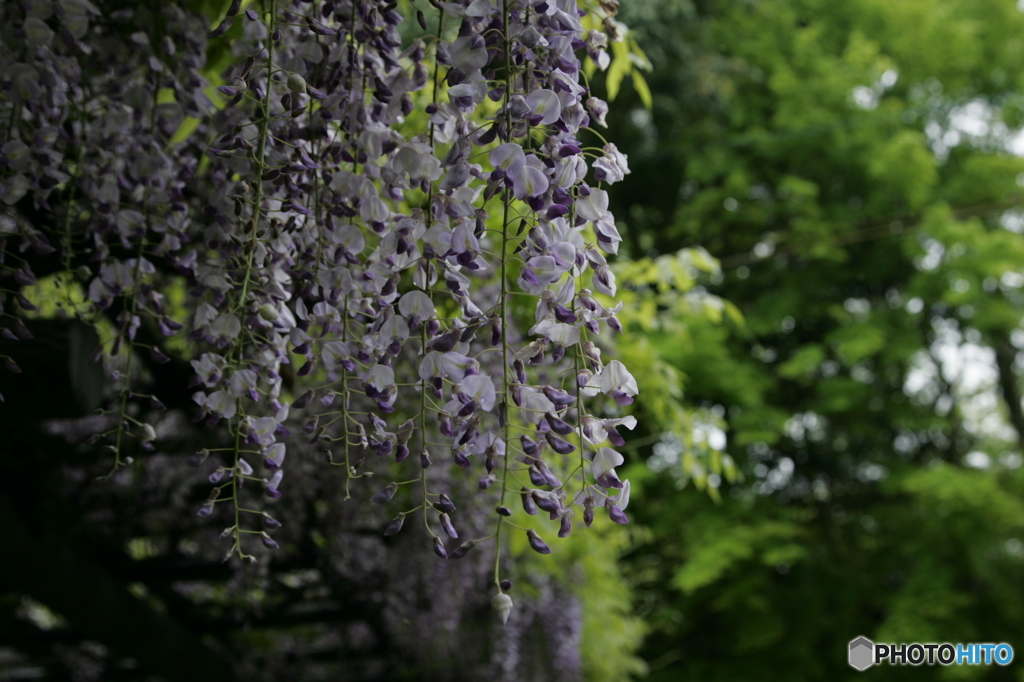 藤の花棚②