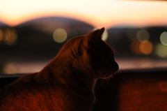 silhouette CAT