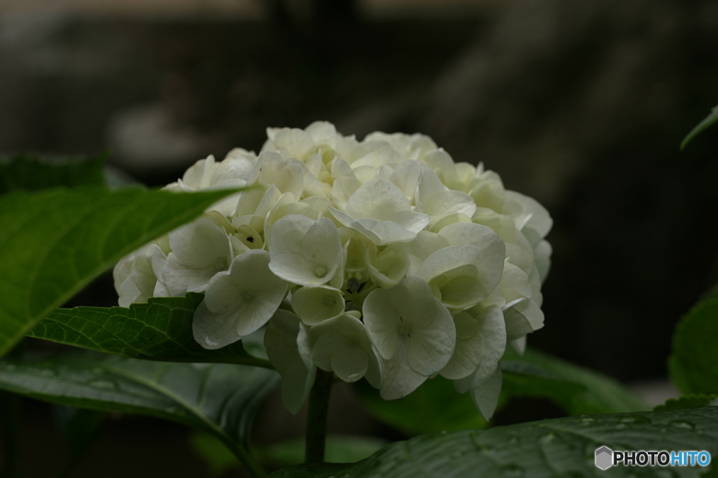 白紫陽花