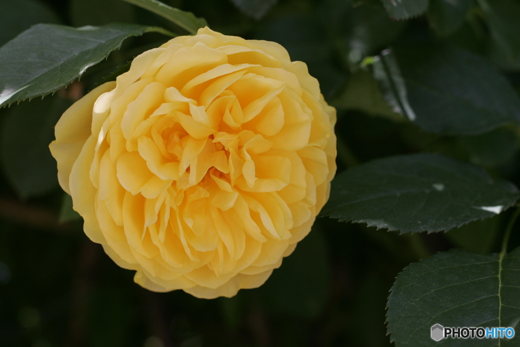 Rose’ｓ