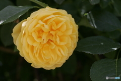 Rose’ｓ