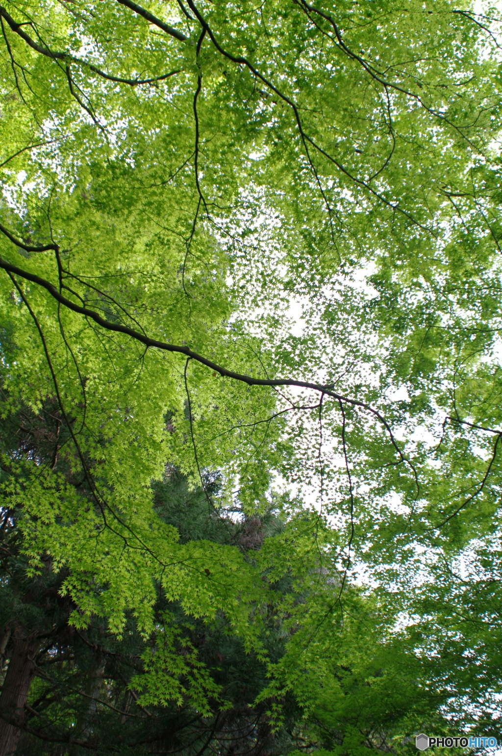 新緑天井敷