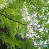 新緑天井敷