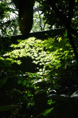 若紅葉