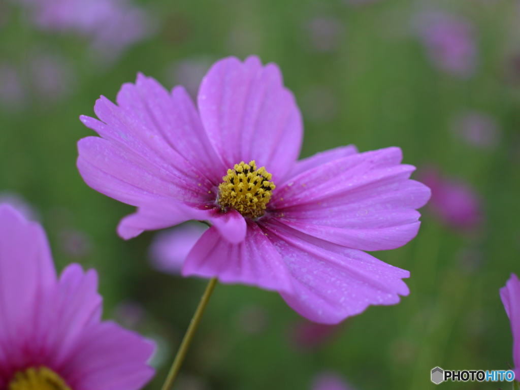 秋桜ーcosmosー