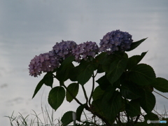 紫陽花のトキ