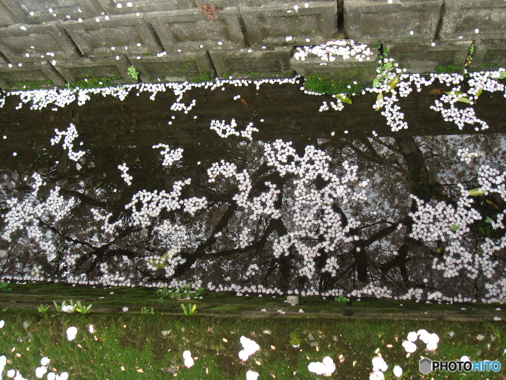 水路に映る艶姿桜色