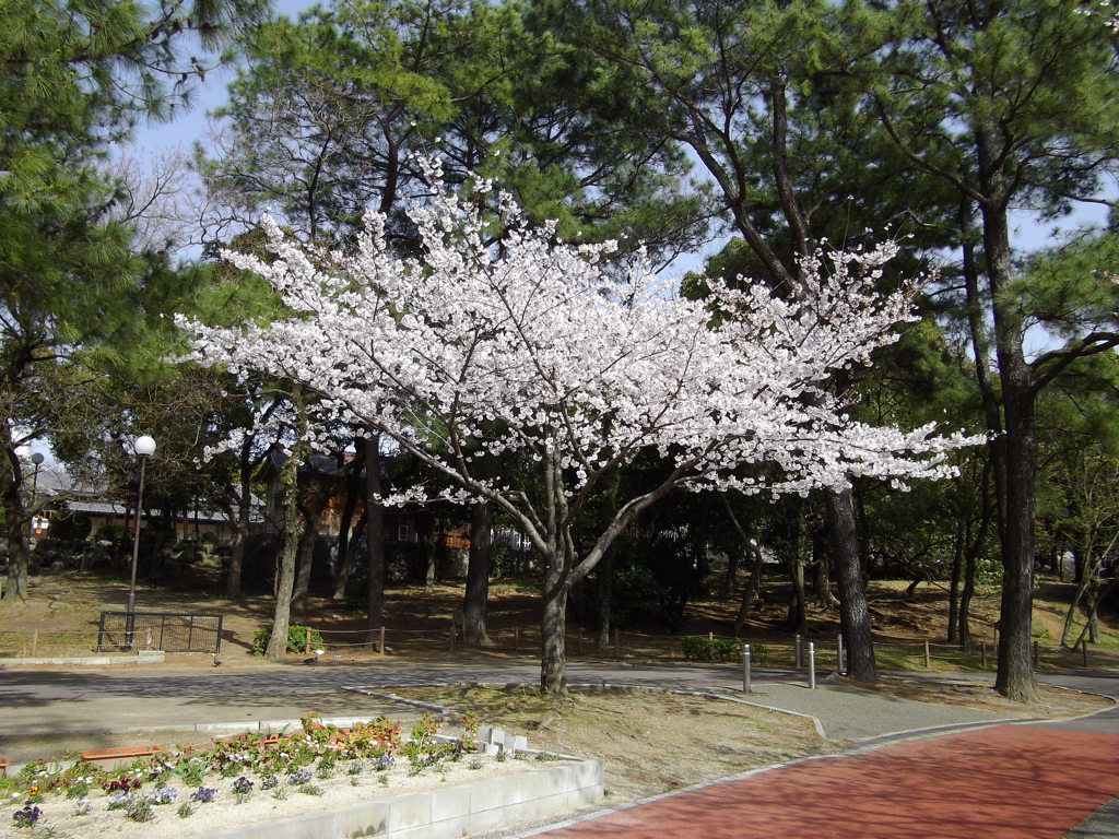 一本桜