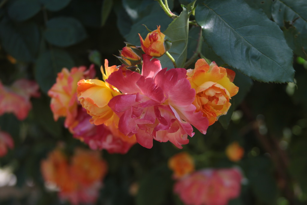 Rose’ｓ