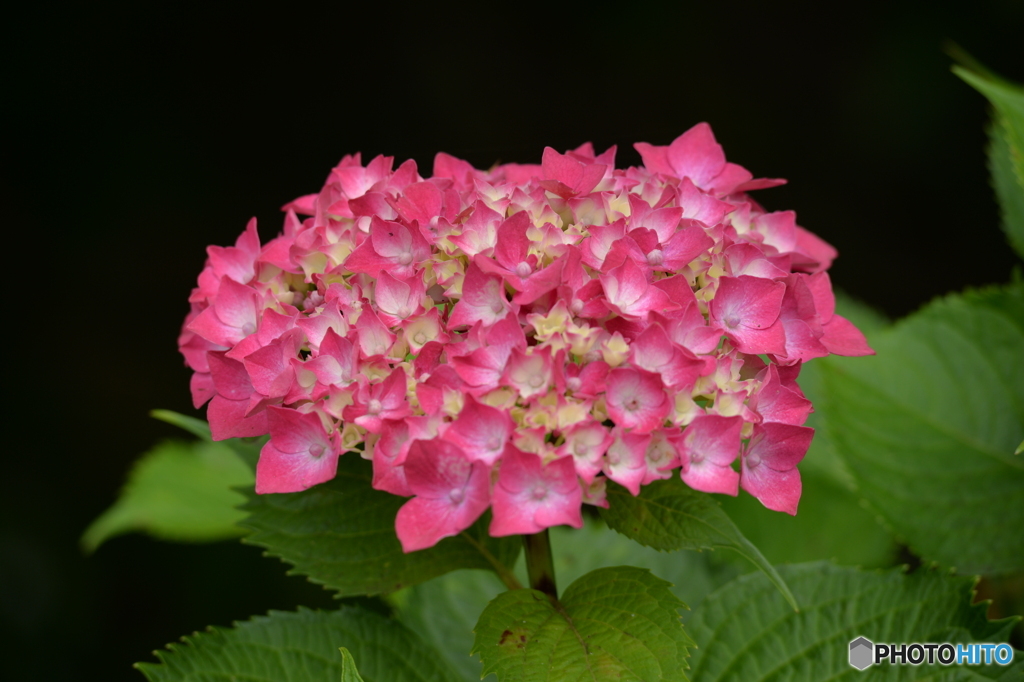 紫陽花②